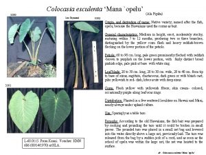 Colocasia esculenta Mana opelu 3580 Lisa Raymond Ala