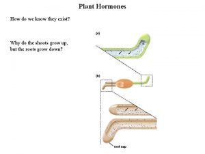 Plant Hormones How do we know they exist