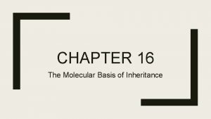 CHAPTER 16 The Molecular Basis of Inheritance DNA