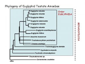 Phylogeny of Euglyphid Testate Amoebae Euglypha rotunda Order