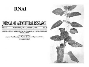 RNAi Rich Jorgensen a kolegov vloili gen produkujc