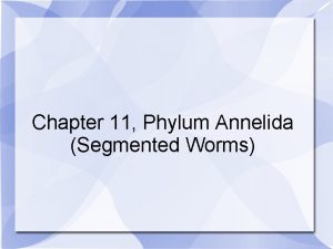 Chapter 11 Phylum Annelida Segmented Worms Phylum Annelida