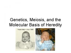 Genetics Meiosis and the Molecular Basis of Heredity