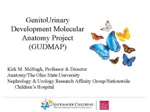 Genito Urinary Development Molecular Anatomy Project GUDMAP Kirk