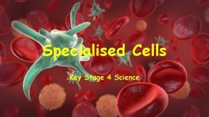 Specialised Cells Key Stage 4 Science What jobs