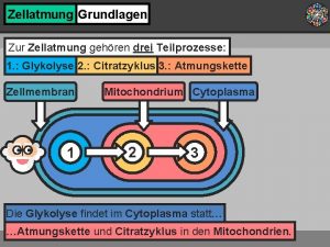 Zellatmung Grundlagen Zur Zellatmung gehren drei Teilprozesse 1