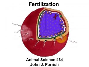 Fertilization Animal Science 434 John J Parrish Capacitation