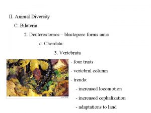 II Animal Diversity C Bilateria 2 Deuterostomes blastopore