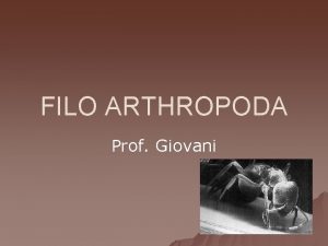 FILO ARTHROPODA Prof Giovani Caractersticas Gerais u u