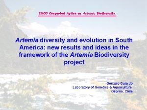 INCO Concerted Action on Artemia Biodiversity Artemia diversity