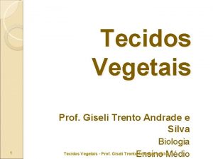 Tecidos Vegetais Prof Giseli Trento Andrade e Silva