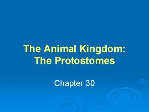 The Animal Kingdom The Protostomes Chapter 30 Learning