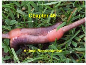 Chapter 46 Animal Reproduction travismulthaupt com 2 Principle