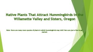 Native Plants That Attract Hummingbirds in the Willamette