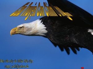 The eagle has the longest lifespan of its