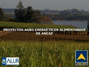 PROYECTOS AGRO ENERGTICOS ALIMENTARIOS DE ANCAP AGROCOMBUSTIBLES EN