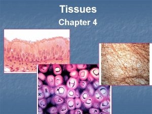 Tissues Chapter 4 Tissues Histology The study of