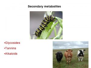 Secondary metabolites Glycosides Tannins Alkaloids Glycosides the sugar