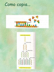 Como copia Replicao de DNA Ligao fosfodiester A