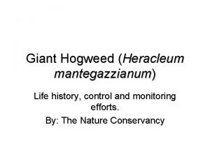 Giant Hogweed Heracleum mantegazzianum Life history control and