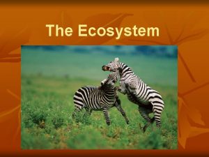 The Ecosystem Ecosystem n n n A community