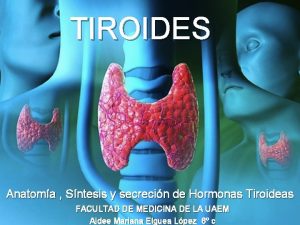 TIROIDES Anatoma Sntesis y secrecin de Hormonas Tiroideas