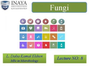 Fungi L Dalia Kamal Eldien MSc in Microbiology