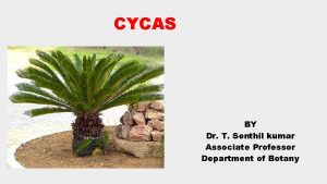 CYCAS BY Dr T Senthil kumar Associate Professor