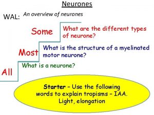 Neurones WAL An overview of neurones Some Most