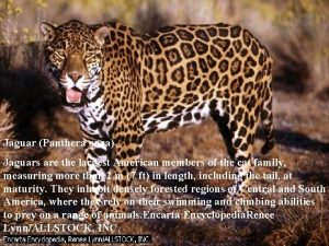 Jaguar Panthera onca Jaguars are the largest American