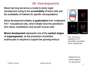 V 8 Hematopoeisis Blood has long served as