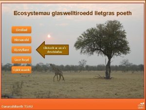 Ecosystemau glaswelltiroedd lletgras poeth Lleoliad Hinsawdd Llystyfiant Gwe