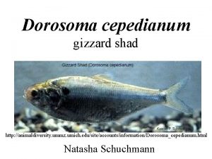 Dorosoma cepedianum gizzard shad http animaldiversity ummz umich