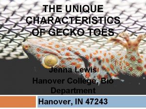 THE UNIQUE CHARACTERISTICS OF GECKO TOES Jenna Lewis