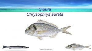 ipura Chrysophrys aurata Prof Dr Ergun AKAY 2012