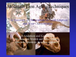 Mountain Lion Aging Techniques A Summary of Observations