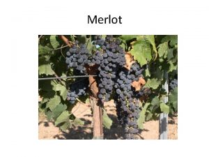 Merlot Merlot is a darkly bluecolored wine grape