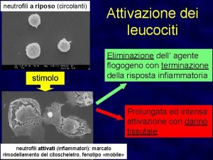 neutrofili a riposo circolanti Attivazione dei leucociti Eliminazione