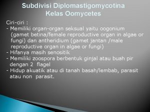 Subdivisi Diplomastigomycotina Kelas Oomycetes Ciriciri Memiliki organorgan seksual