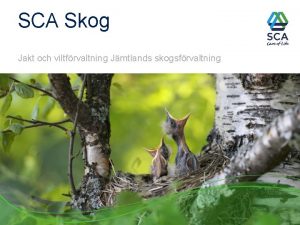 SCA Skog Jakt och viltfrvaltning Jmtlands skogsfrvaltning Jaktuppltelse