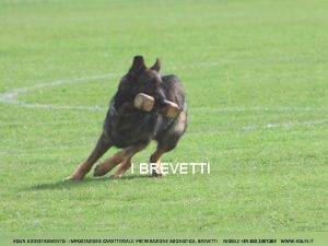 I BREVETTI KOUN ADDESTRAMENTO IMPOSTAZIONE CARATTERIALE PREPARAZIONE AGONISTICA