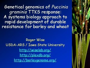 Genetical genomics of Puccinia graminis TTKS response A