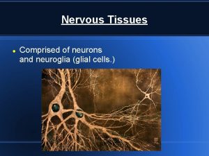 Nervous Tissues Comprised of neurons and neuroglia glial