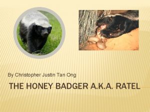 By Christopher Justin Tan Ong THE HONEY BADGER