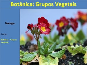 Botnica Grupos Vegetais Biologia Tema Botnica Grupos Vegetais