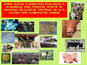 SOBRE NUEVAS ALTERNATIVAS ECOLOGICAS ECONOMICAS PARA PRODUCIR APARTIR