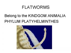 FLATWORMS Belong to the KINDGOM ANIMALIA PHYLUM PLATYHELMINTHES