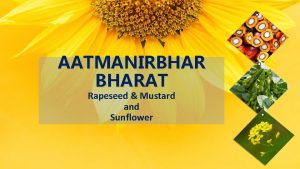 AATMANIRBHARAT Rapeseed Mustard and Sunflower Present Scenario of