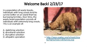 Welcome Back 22317 In a population of wooly