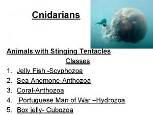 Cnidarians Animals with Stinging Tentacles Classes 1 Jelly